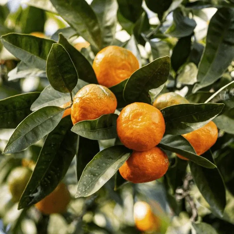 Tangerine Essential Oil - From Citrusmade - Nature Packaged