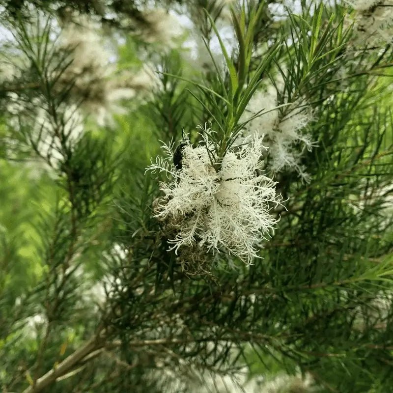 Tea Tree Essential Oil - From Arulussa Farm - Nature Packaged