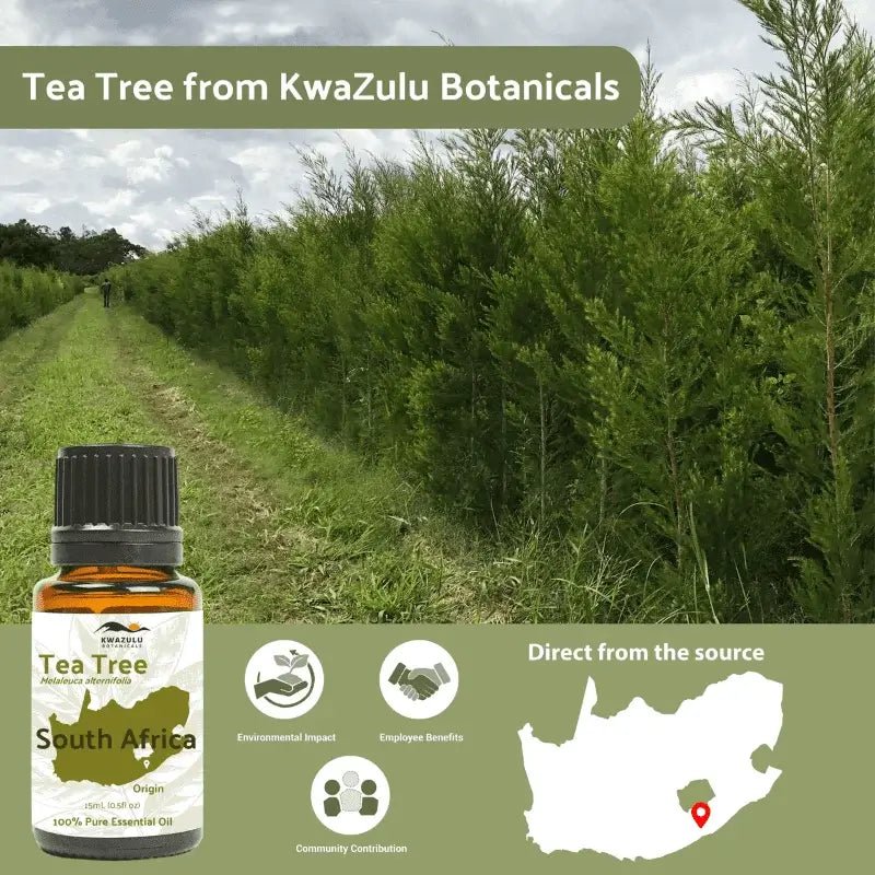 Tea Tree Essential Oil - From KwaZulu Botanicals - Nature Packaged