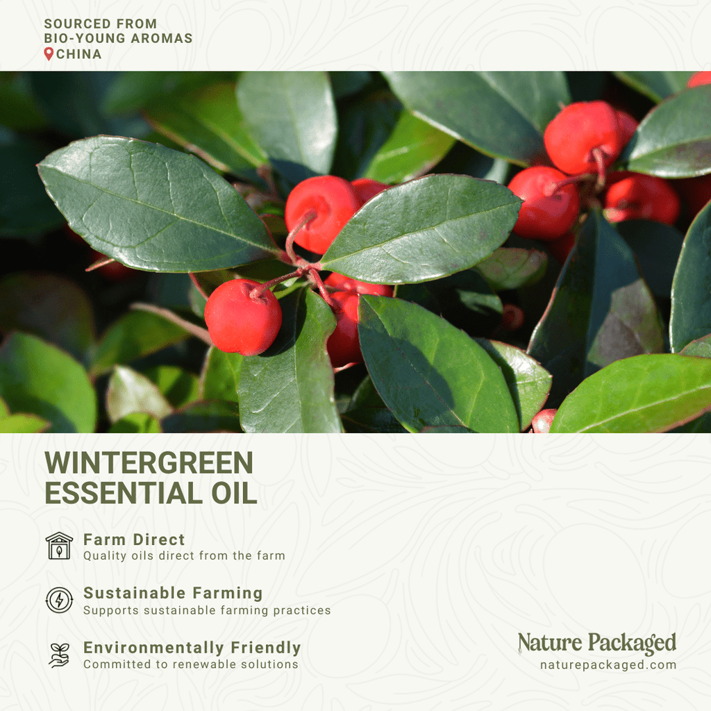 Wintergreen Essential Oils - From Bio - Young Aromas - Nature Packaged